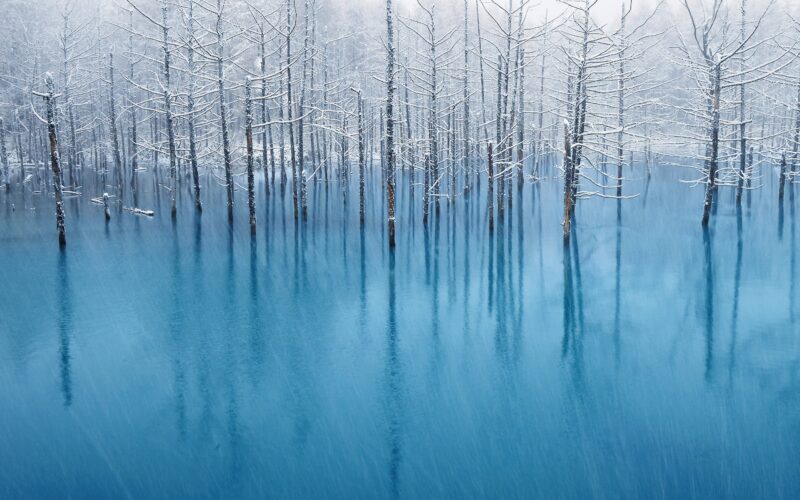 Mountain Lion's Frozen Blue Forest 4K 5K Wallpaper