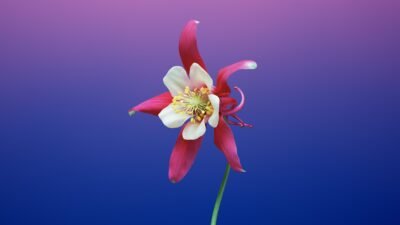 Aquilegia Bloom on Gradient Mojave Backdrop 4K 5K Wallpaper