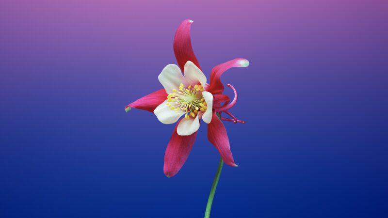 Aquilegia Bloom on Gradient Mojave Backdrop 4K 5K Wallpaper