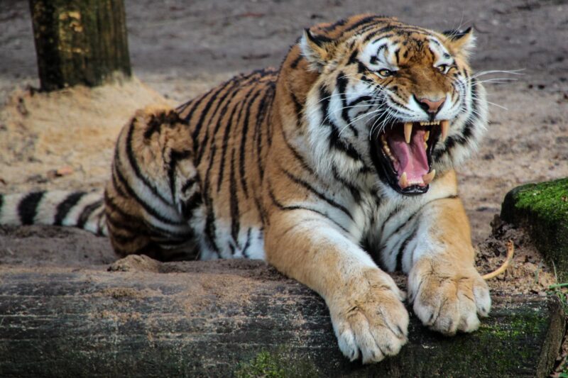 Fierce Tiger Roars in Captivity 4K Wallpaper