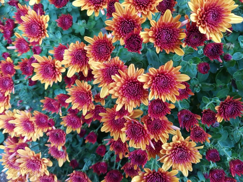 Chrysanthemum Dance of Yellow and Purple 4K Wallpaper