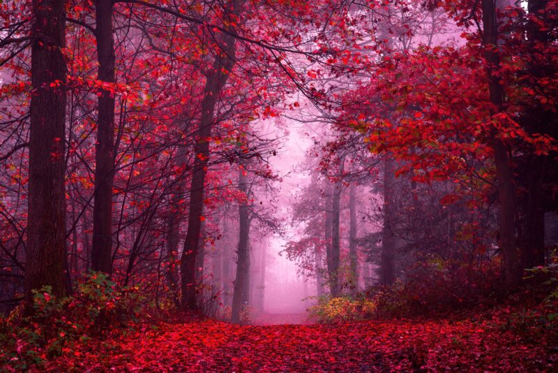 Whispers of Autumn: A Mystical Forest Path 4K 5K 8K Wallpaper