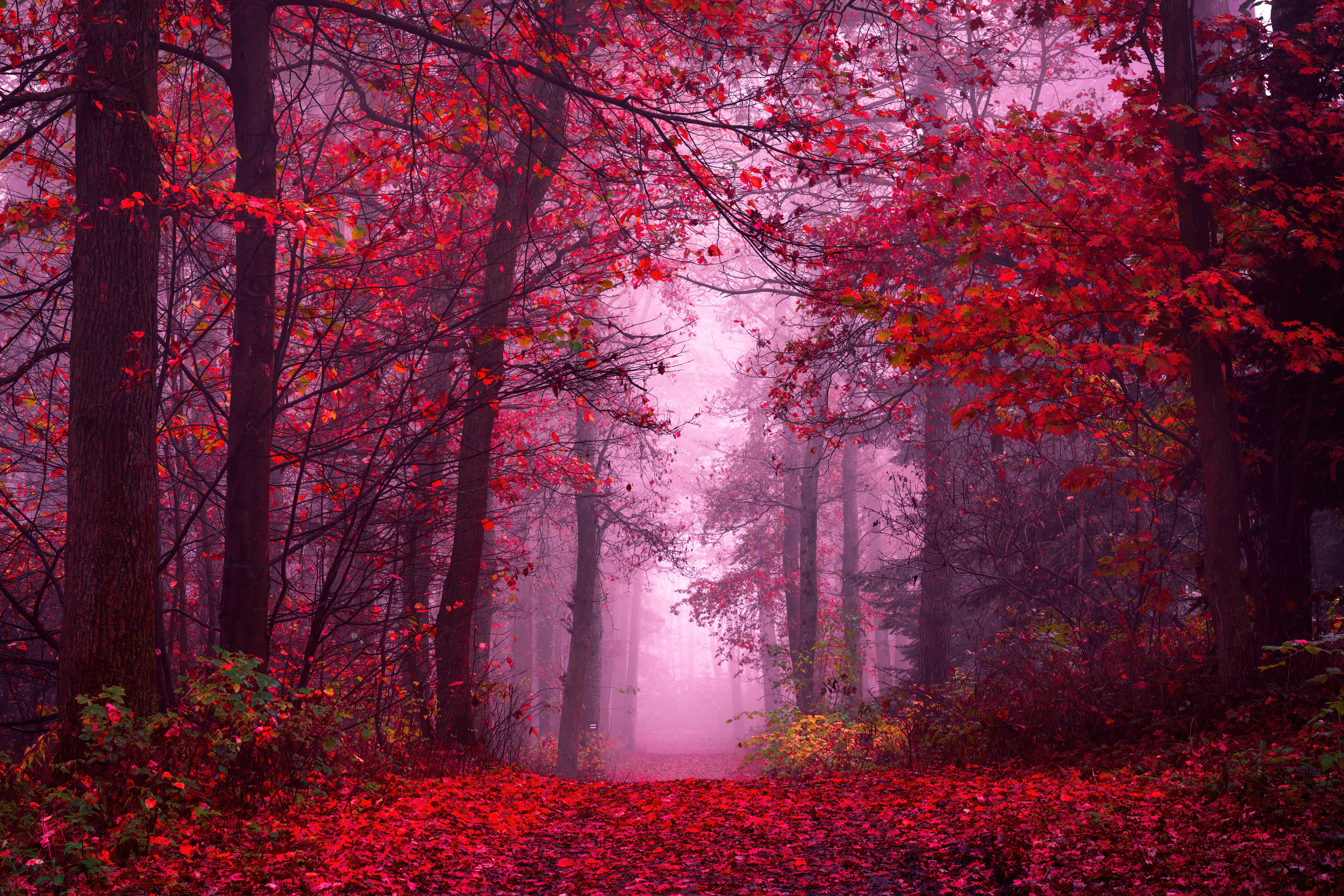 Whispers of Autumn: A Mystical Forest Path 4K 5K 8K Wallpaper