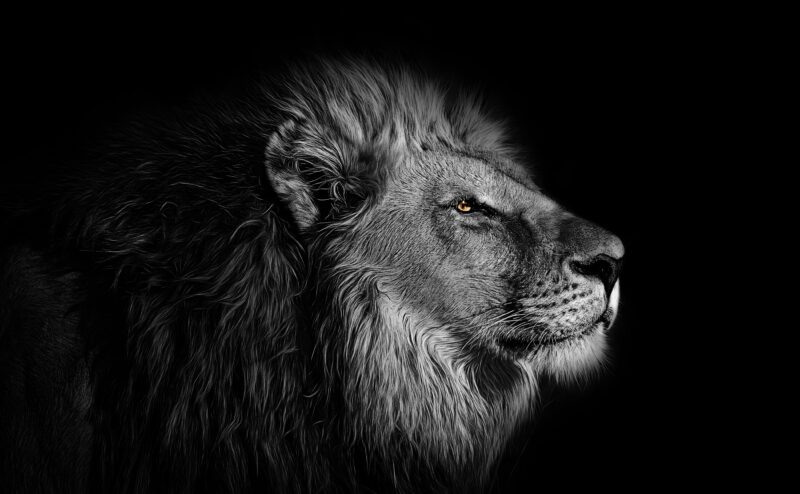 Majestic Lion: Regal Profile 4K Wallpaper