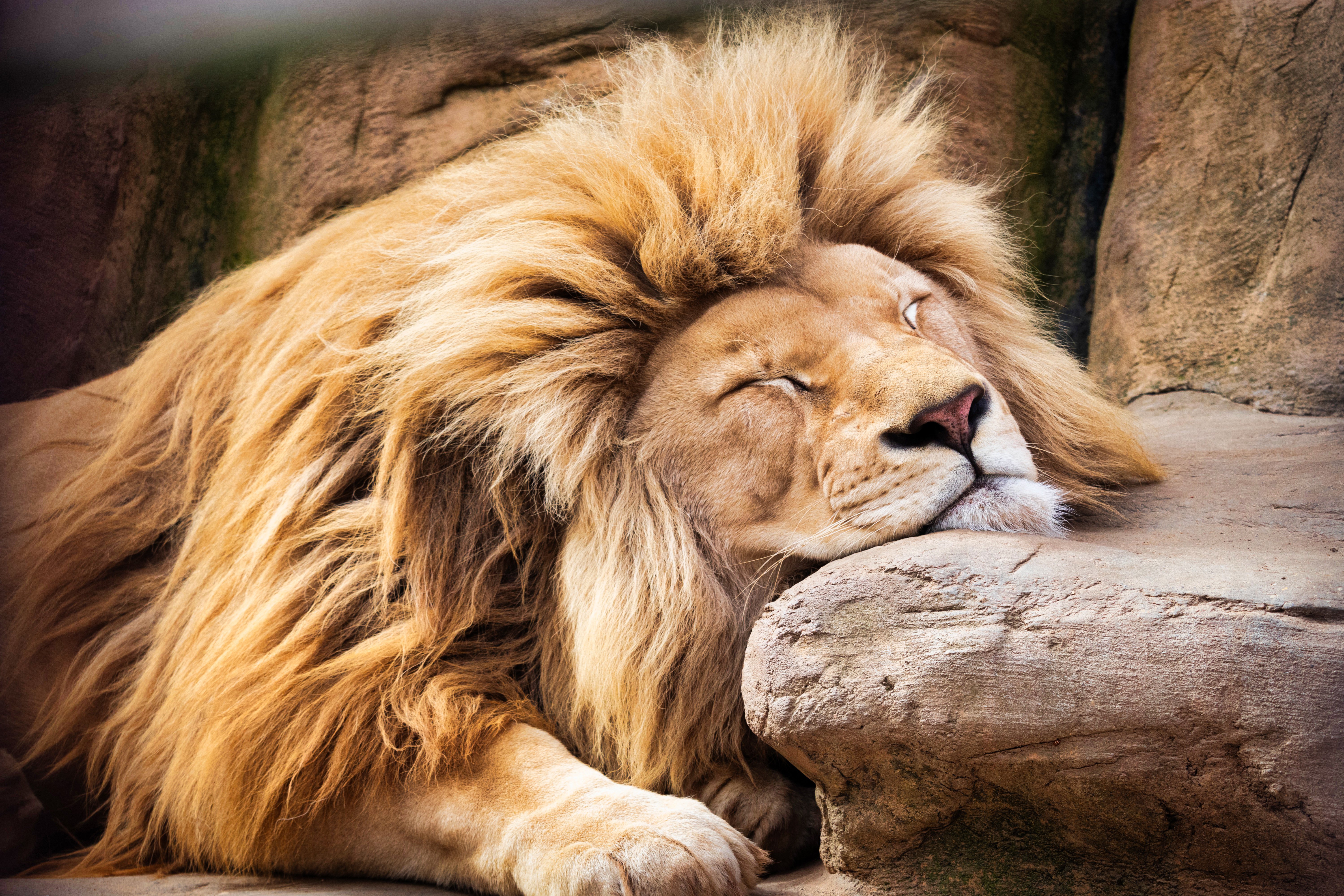 Peaceful Slumber of a Majestic Barbary Lion 4K 5K Wallpaper