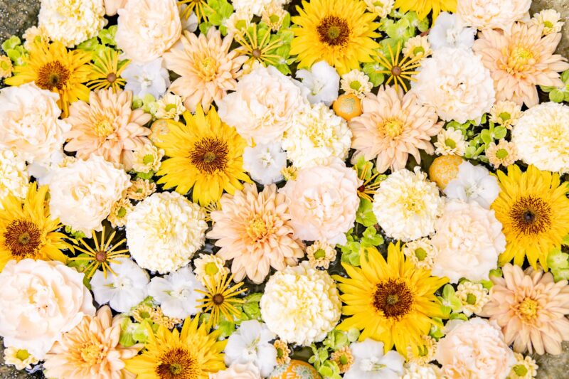Sunshine Chrysanthemum & Daisy Flower Explosion 4K Wallpaper