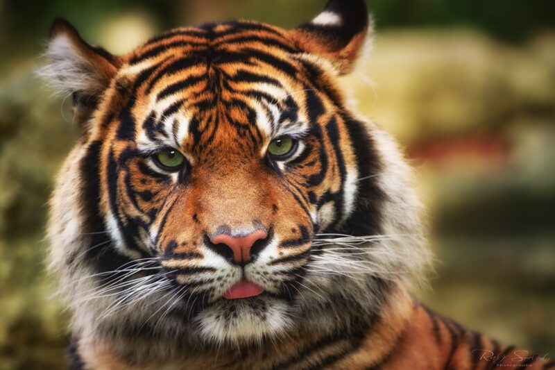 Fierce Tiger Closeup: Untamed Wilderness 4K Wallpaper