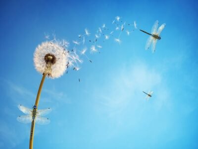 Dandelion Dreams and Dragonfly Wings 4K Wallpaper