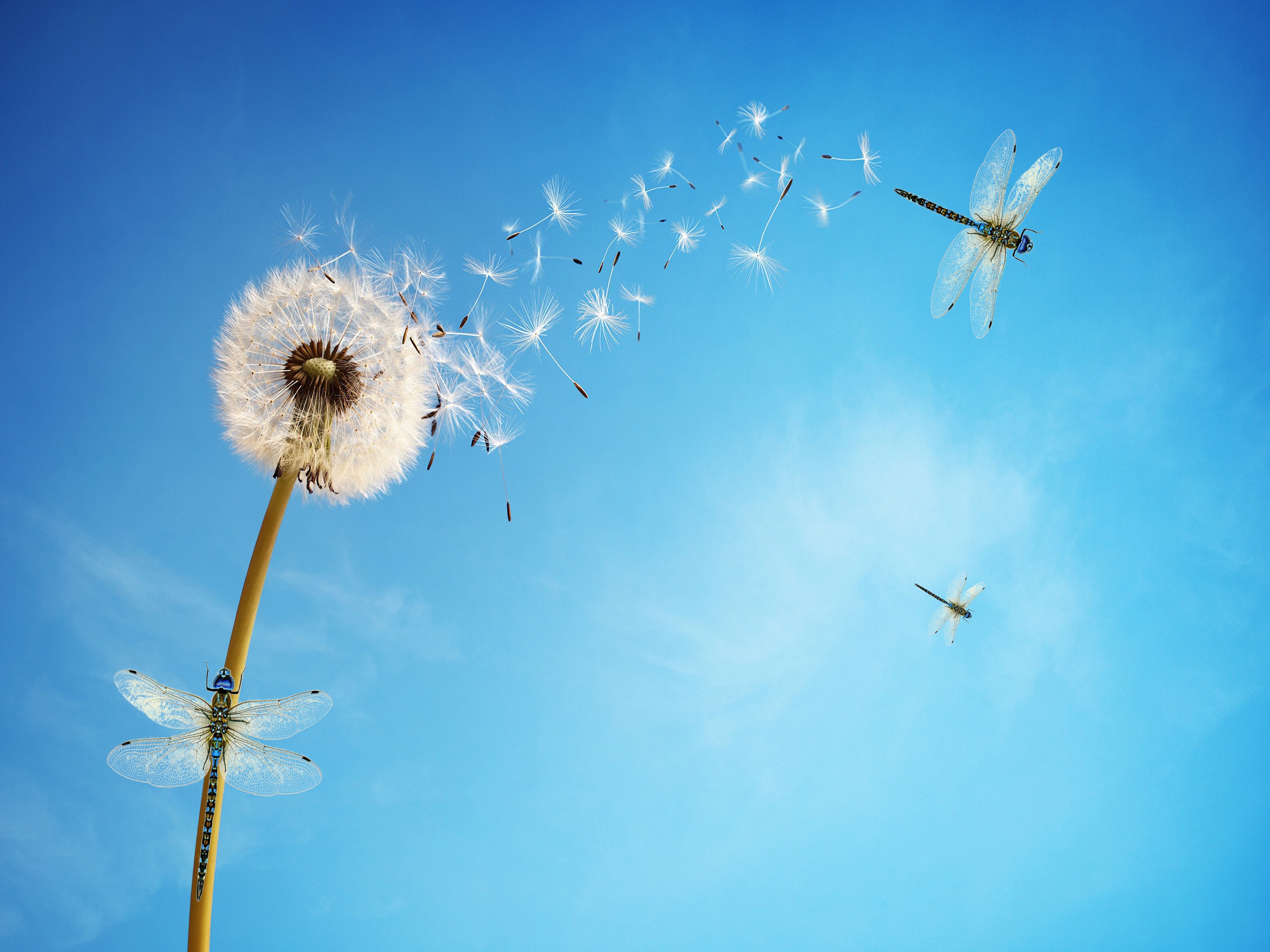 Dandelion Dreams and Dragonfly Wings 4K Wallpaper