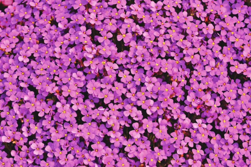Mesmerizing Aubrieta Flowers in Full Spring Bloom 4K 5K Wallpaper