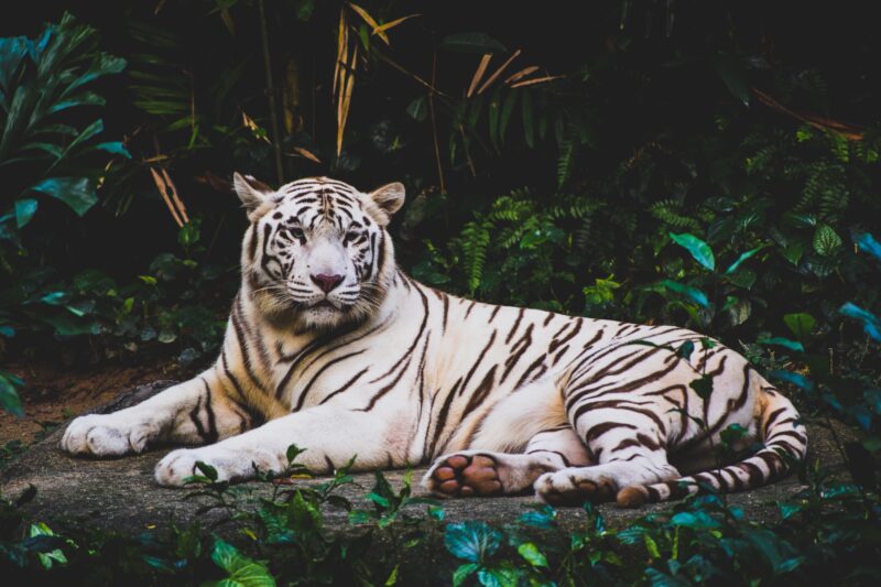 Majestic White Tiger in Lush Forest Realm 4K 5K Wallpaper