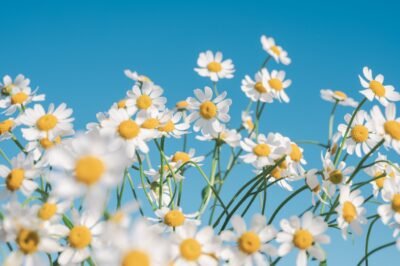 Chamomile Dreams Against Blue Summer Sky 4K Wallpaper