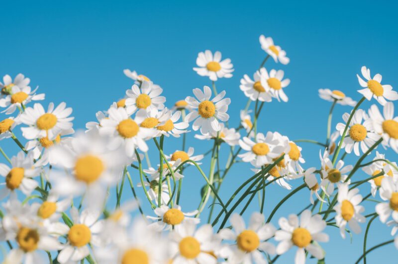 Chamomile Dreams Against Blue Summer Sky 4K Wallpaper