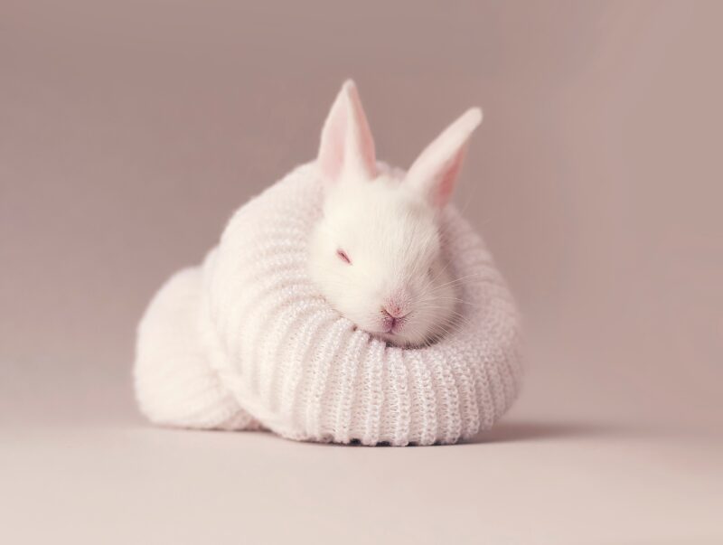 Cozy White Rabbit in Soft Knit Wallpaper