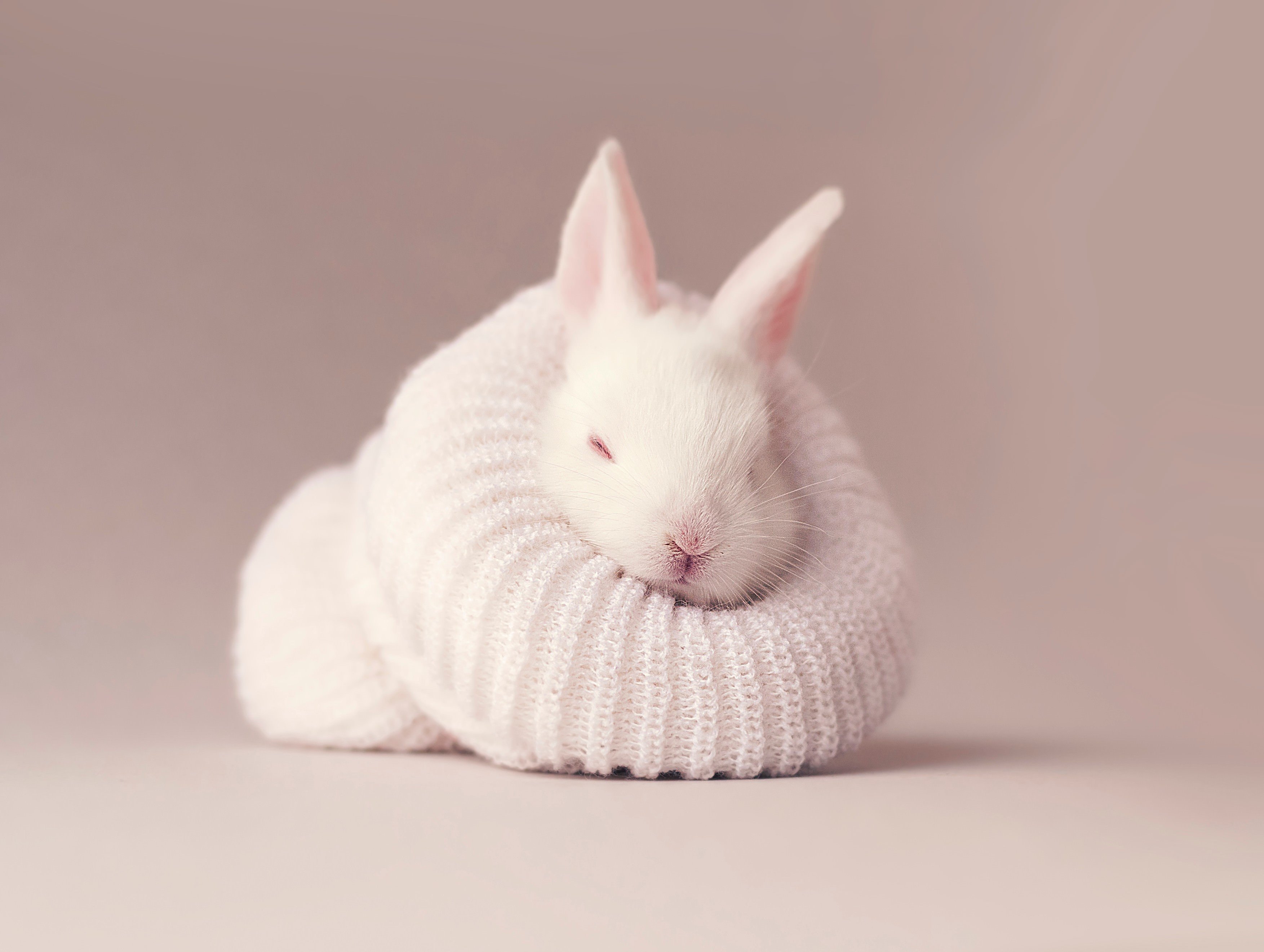 Cozy White Rabbit in Soft Knit Wallpaper
