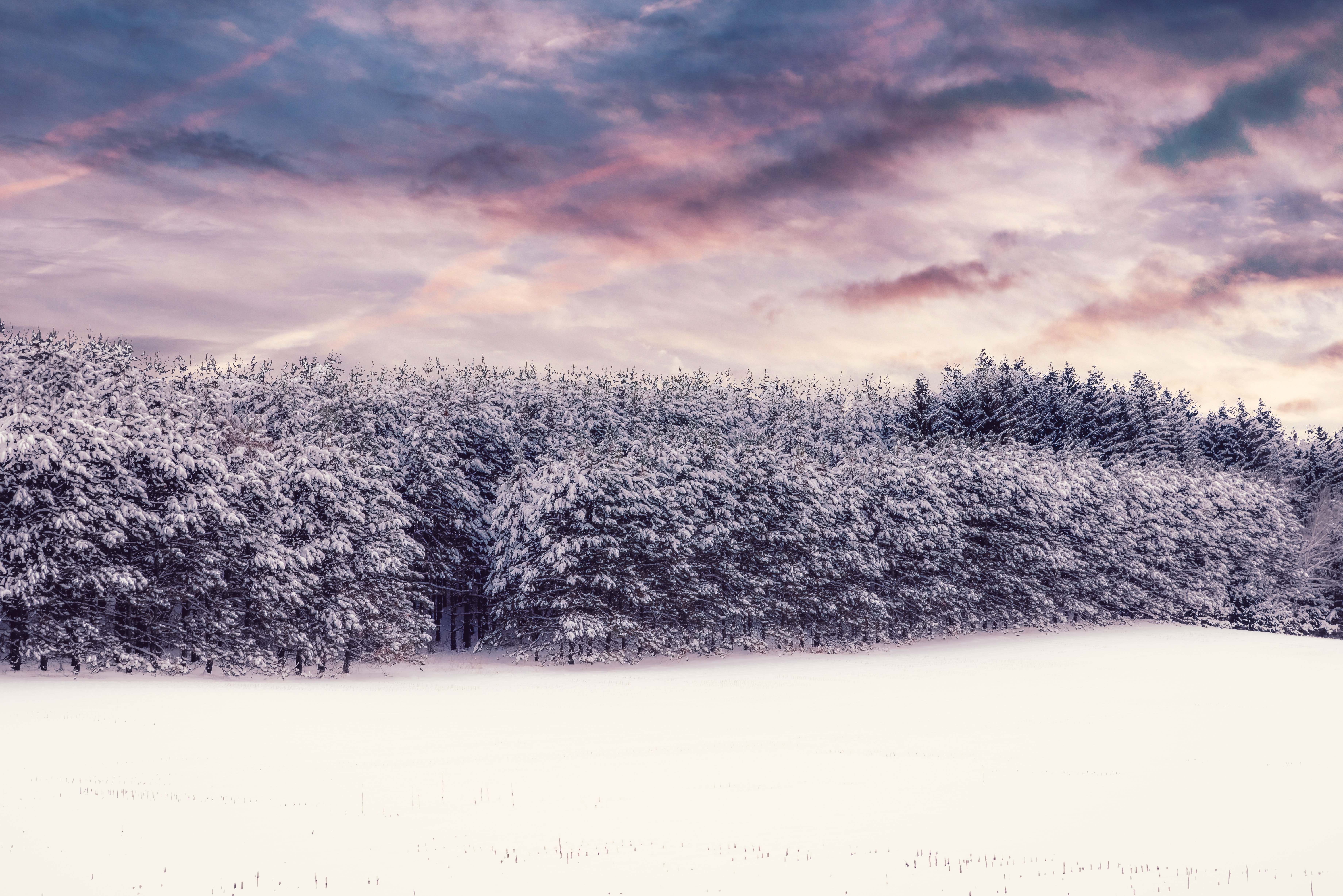 Snowy Forest Under Pastel Skies 4K 5K Wallpaper