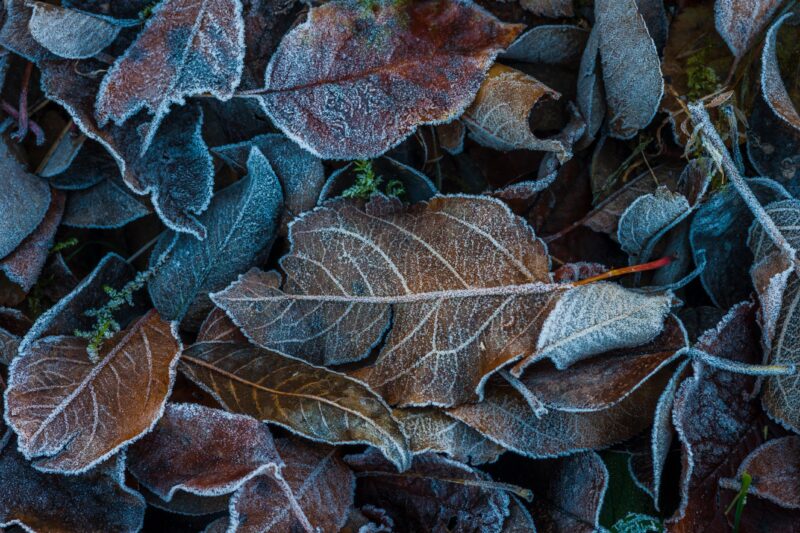 Frosted Leaves: Winter's Delicate Touch 4K Wallpaper