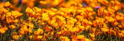 Golden Poppy Fields: Nature's Radiant Canvas 4K Wallpaper