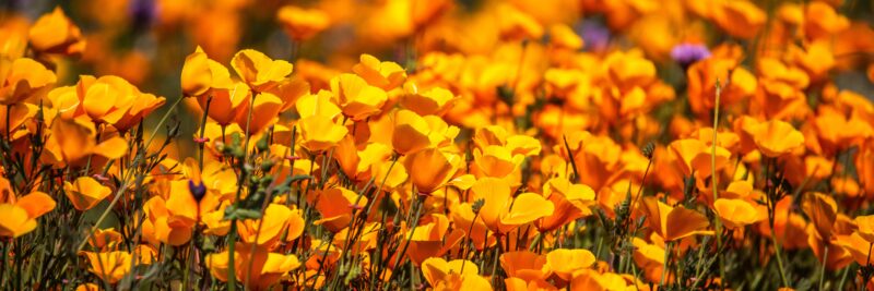 Golden Poppy Fields: Nature's Radiant Canvas 4K Wallpaper