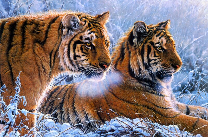 Frosty Tigers: Winter's Fierce Embrace Wallpaper