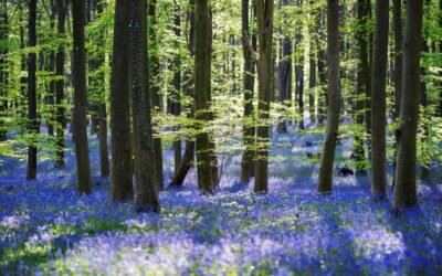 Enchanting Bluebells in Dense Forest 4K 5K Wallpaper