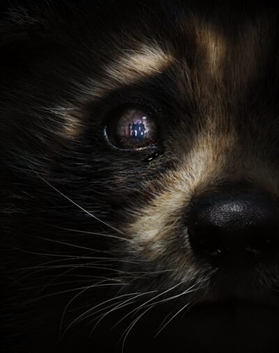 Rocket's Intense Gaze: Marvel's Furry Hero 4K 5K Wallpaper