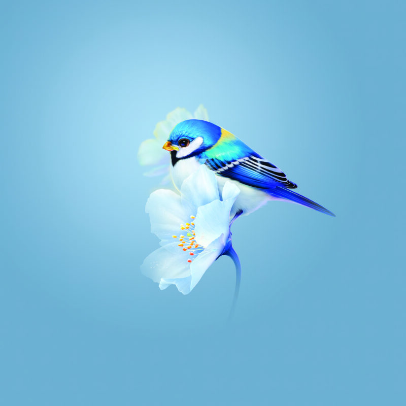 Blue Jay's Serene Blossom Moment 4K Wallpaper