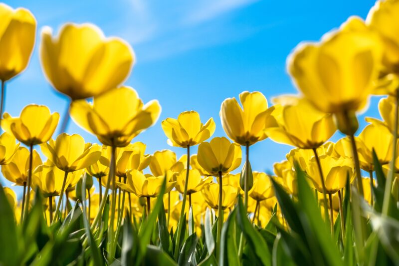 Sunny Yellow Tulips Under Blue Sky 4K 5K Wallpaper