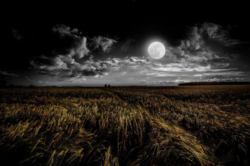 Moonlit Prairie: Nocturnal Whispers 4K 5K Wallpaper