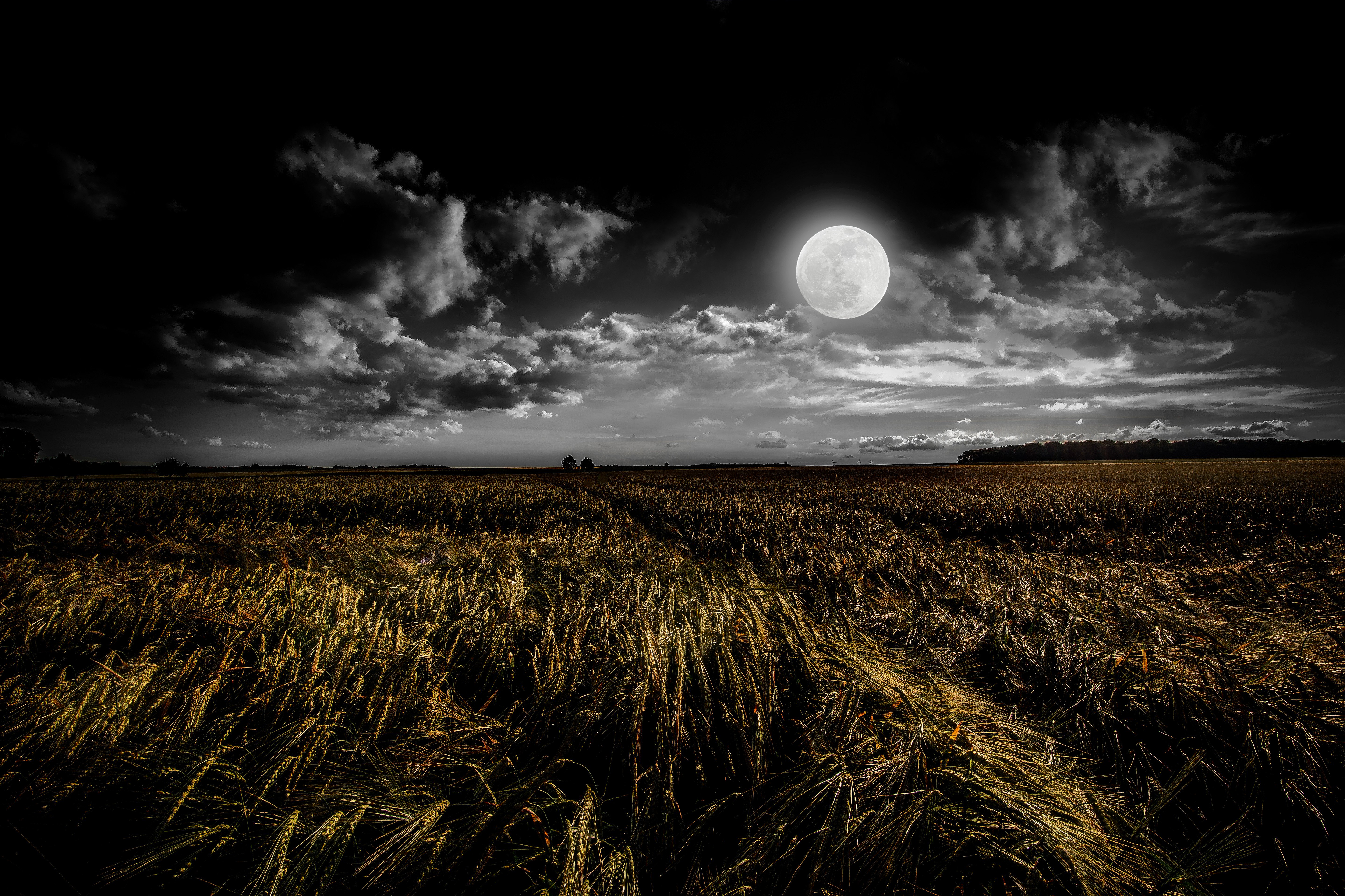 Moonlit Prairie: Nocturnal Whispers 4K 5K Wallpaper