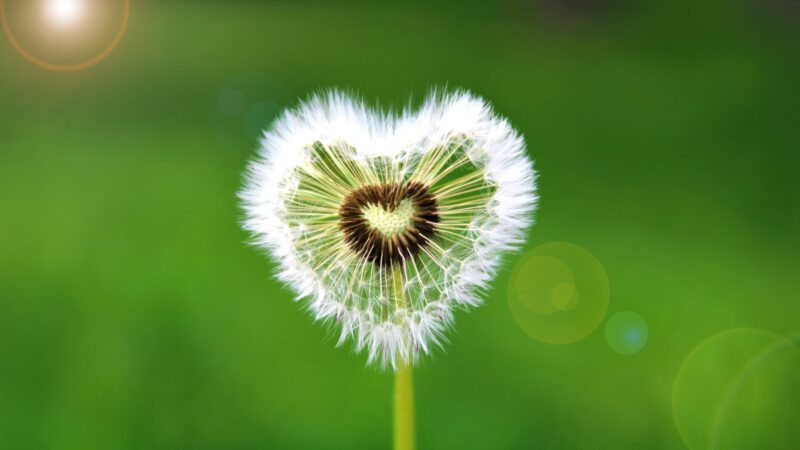 Heart Dandelion: Nature's Romantic Moment 4K 5K Wallpaper