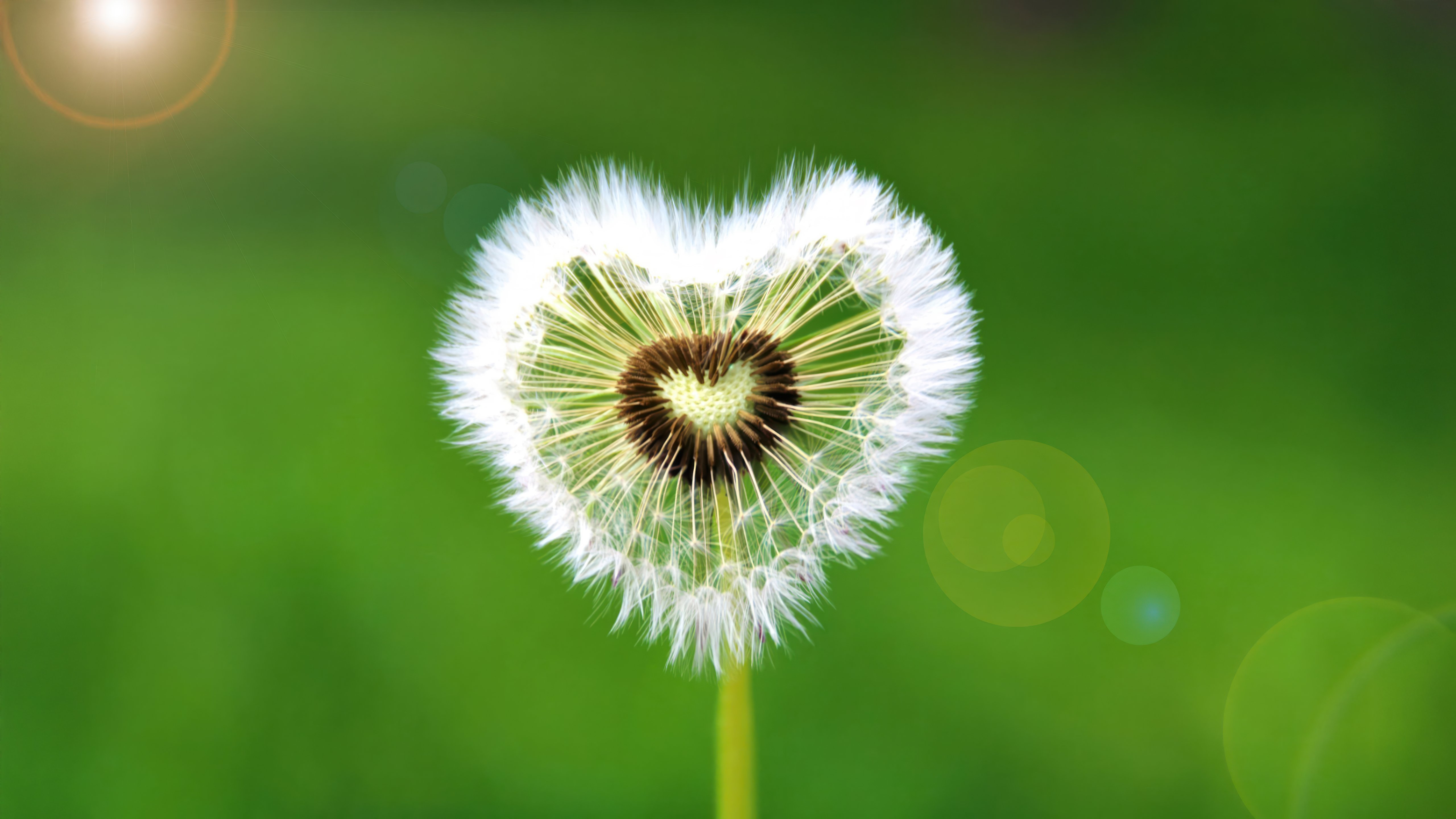Heart Dandelion: Nature's Romantic Moment 4K 5K Wallpaper