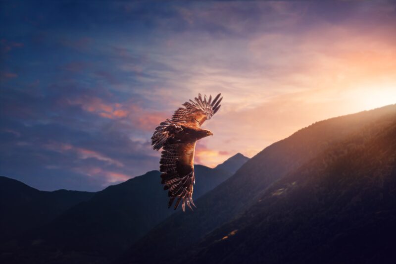 Majestic Eagle Soaring at Sunset 4K 5K Wallpaper