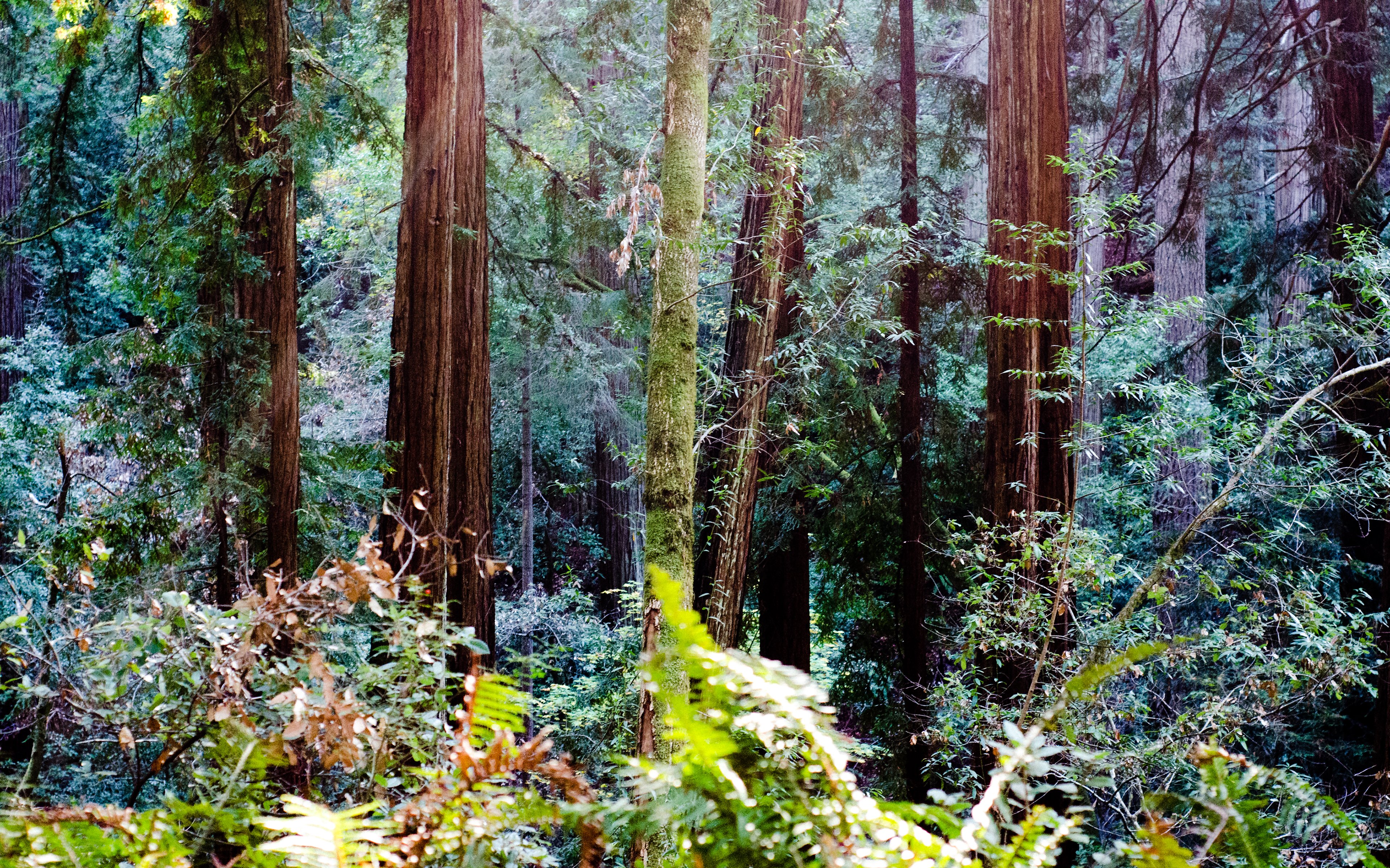 Muir Woods: Giants of the Forest 4K Wallpaper