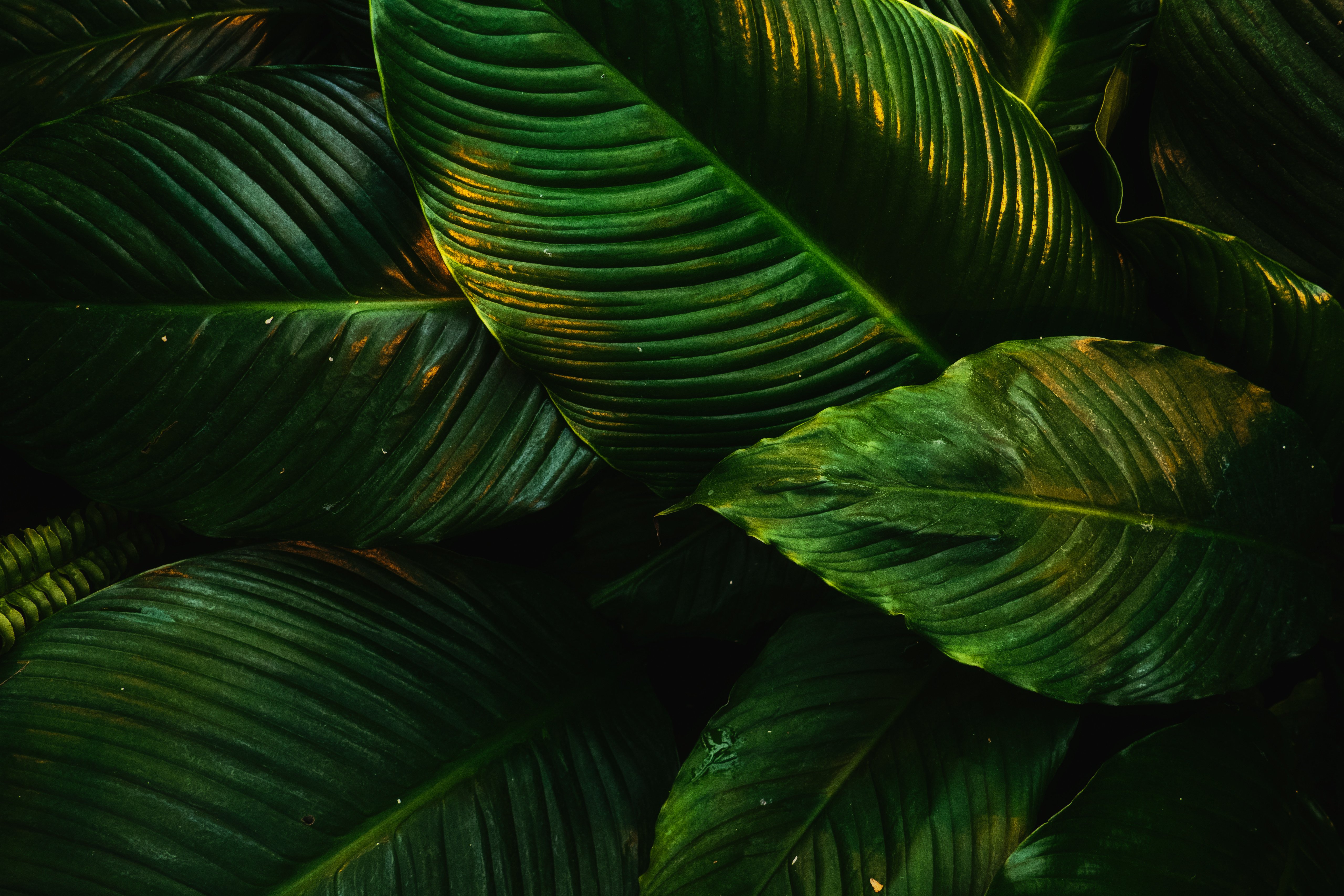 Tropical Green Leaves Cascade 4K 5K Wallpaper