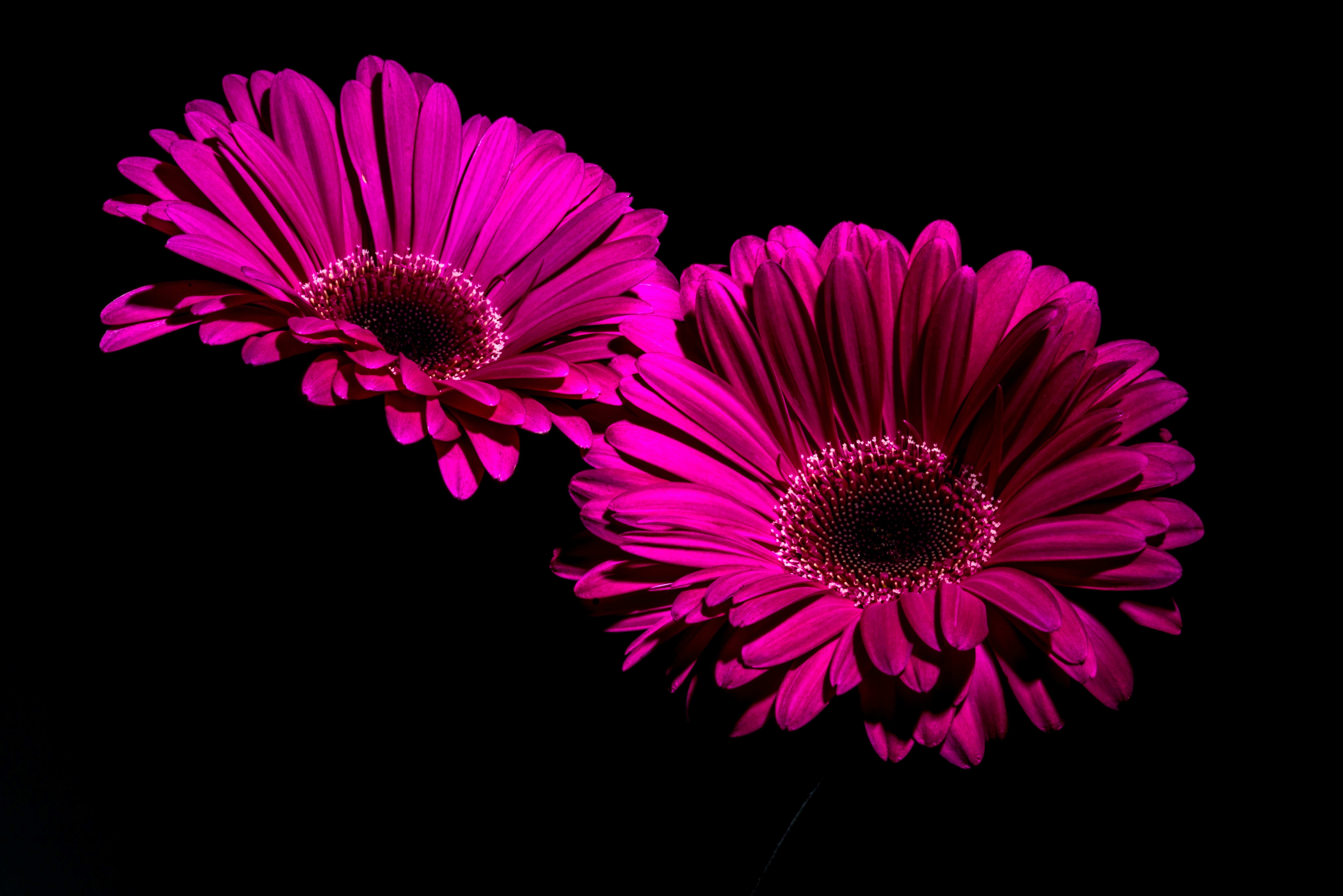 Luminous Purple Gerbera Daisies 4K 5K Wallpaper