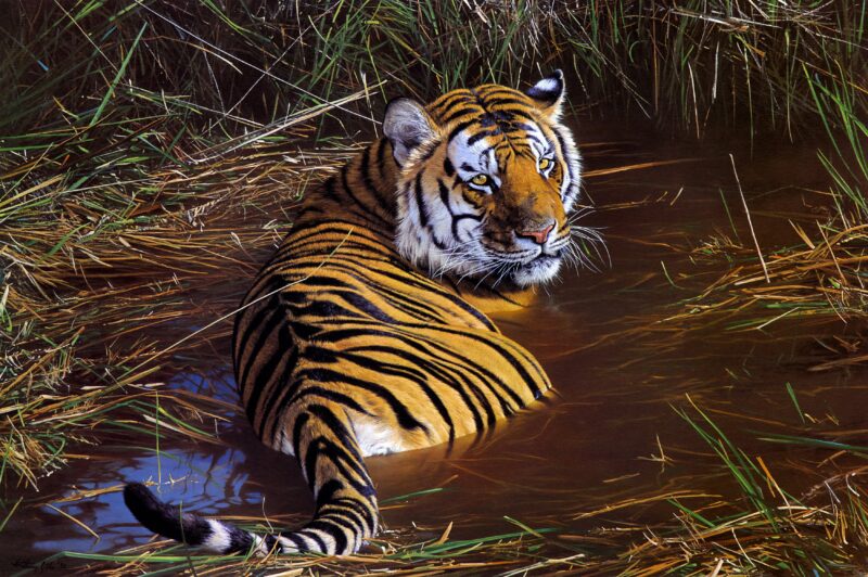 Majestic Tiger's Water Retreat Wallpaper