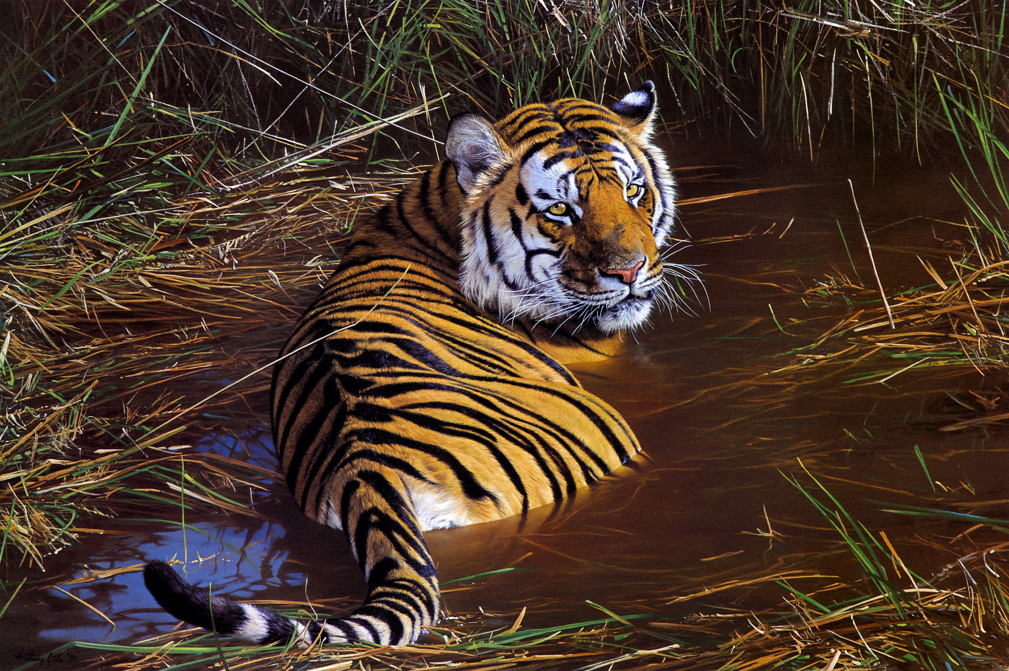 Majestic Tiger's Water Retreat Wallpaper