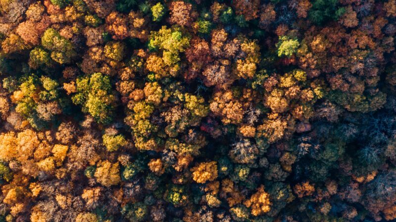 Autumn Forest: A Mosaic of Golden Hues 4K Wallpaper