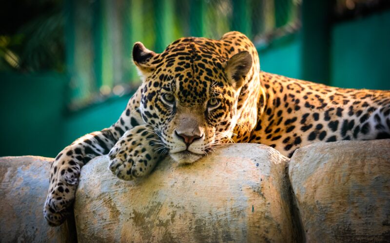 Majestic Jaguar: King of the Jungle 4K Wallpaper