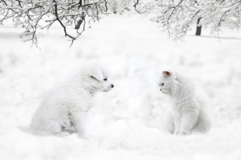 Winter's Soft Whispers: Puppy and Kitty in Snow 4K 5K Wallpaper