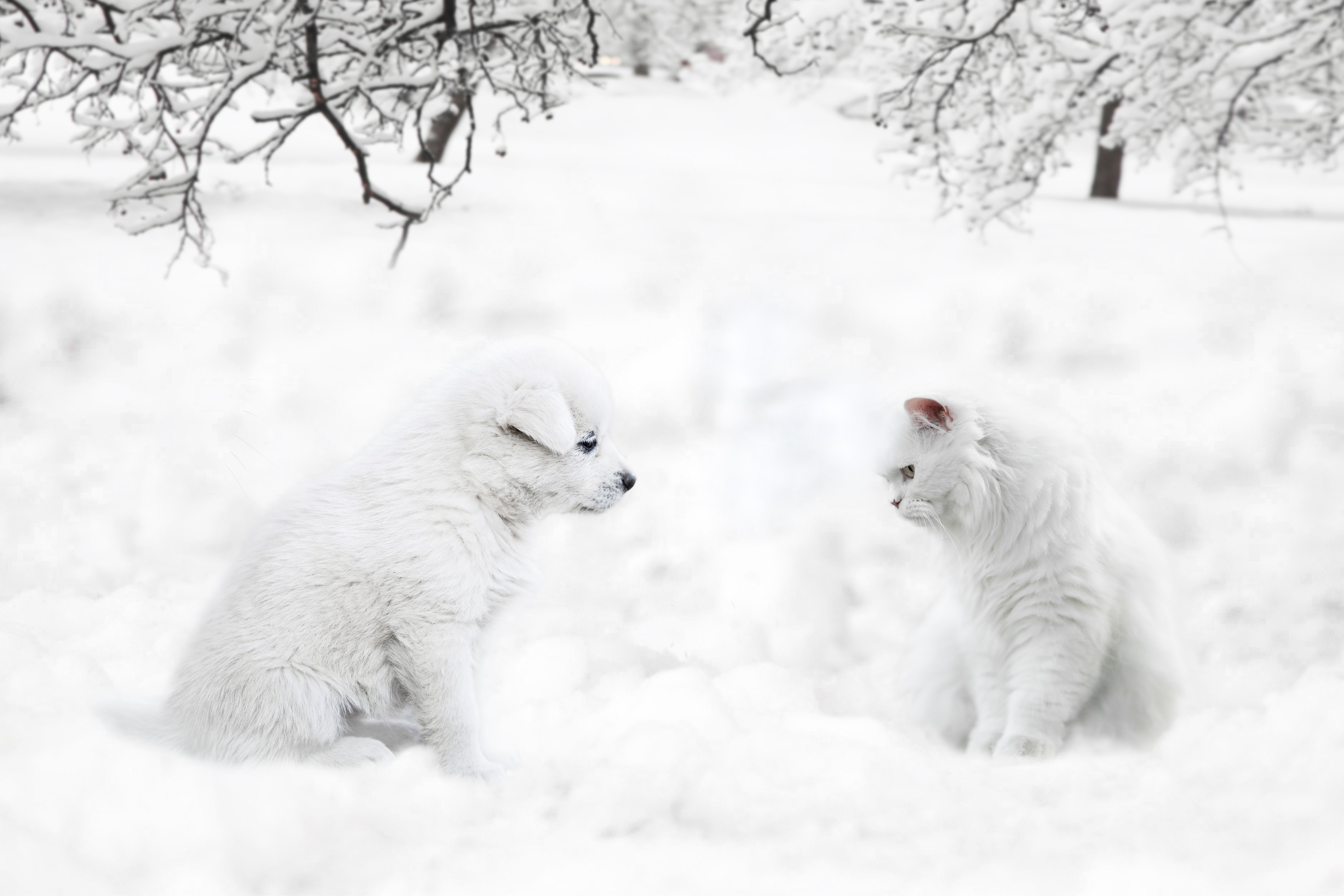 Winter's Soft Whispers: Puppy and Kitty in Snow 4K 5K Wallpaper