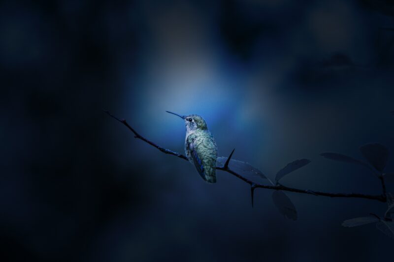 Midnight Hummingbird's Tranquil Perch 4K Wallpaper