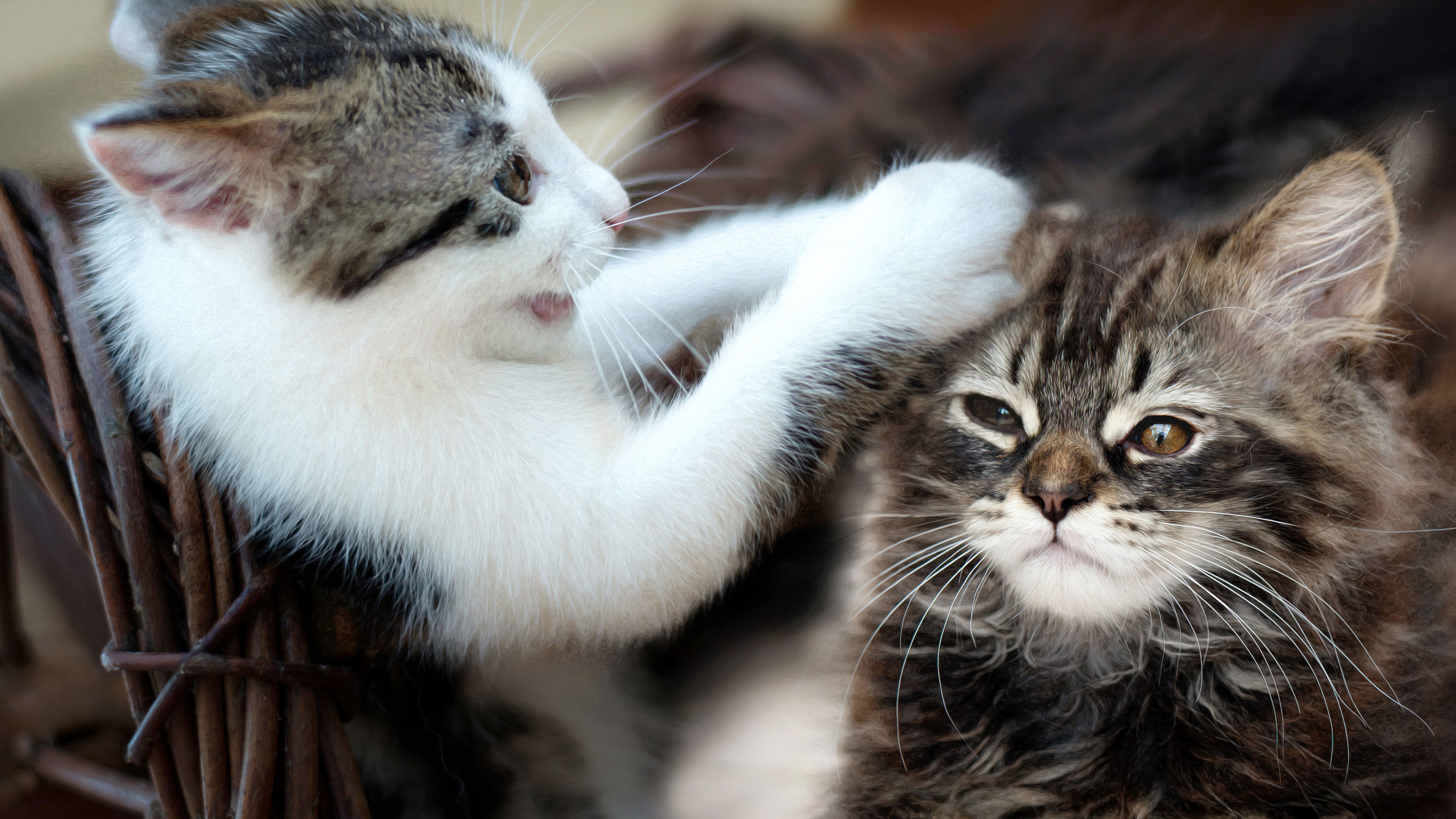 Playful Tabby Kittens Cuddling Together 4K Wallpaper