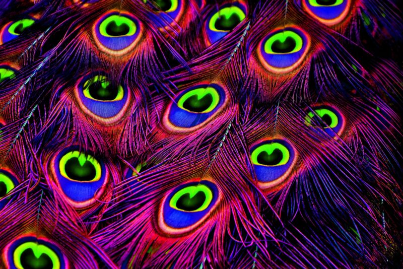 Peacock Plumage: Neon Dream 4K Wallpaper