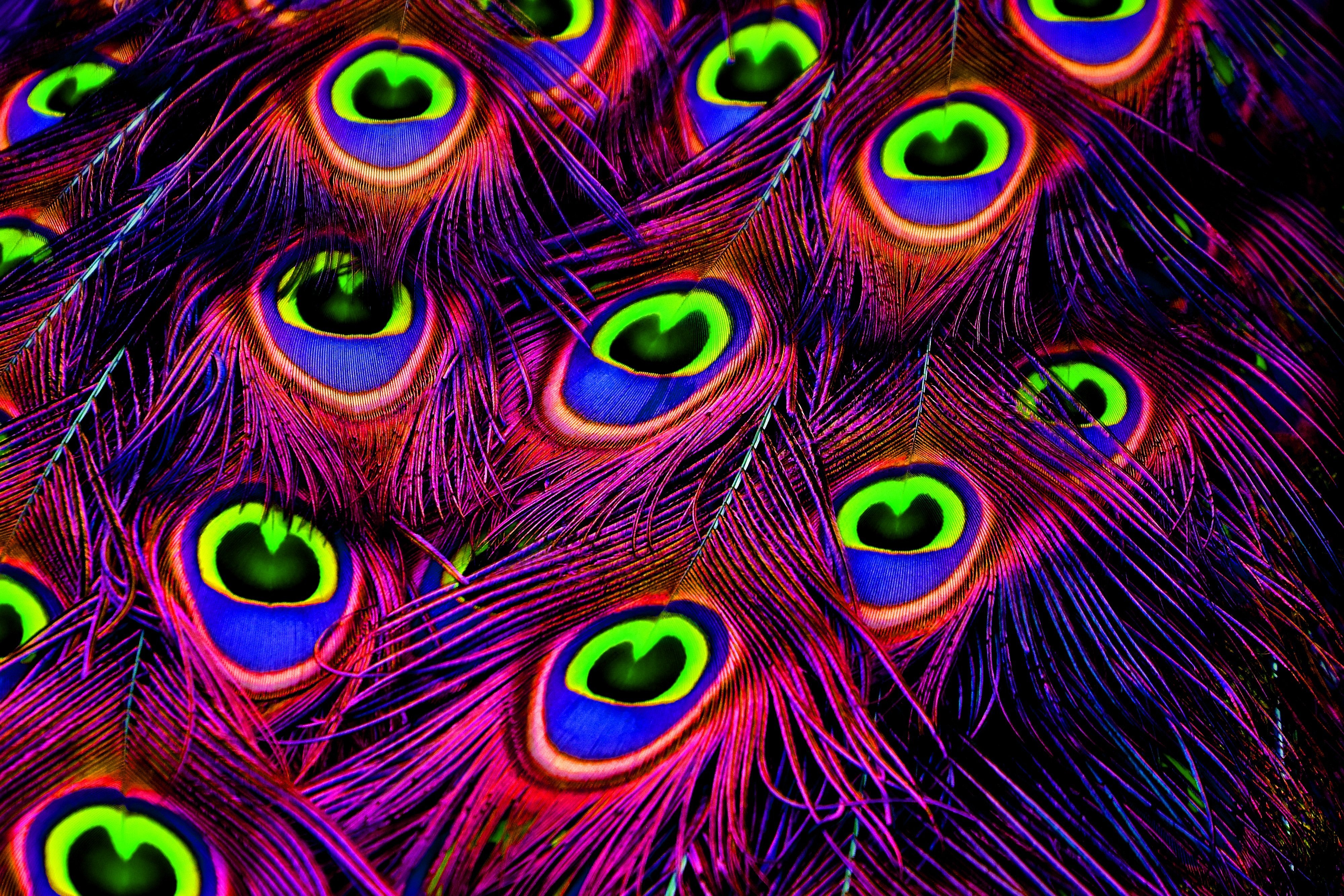 Peacock Plumage: Neon Dream 4K Wallpaper
