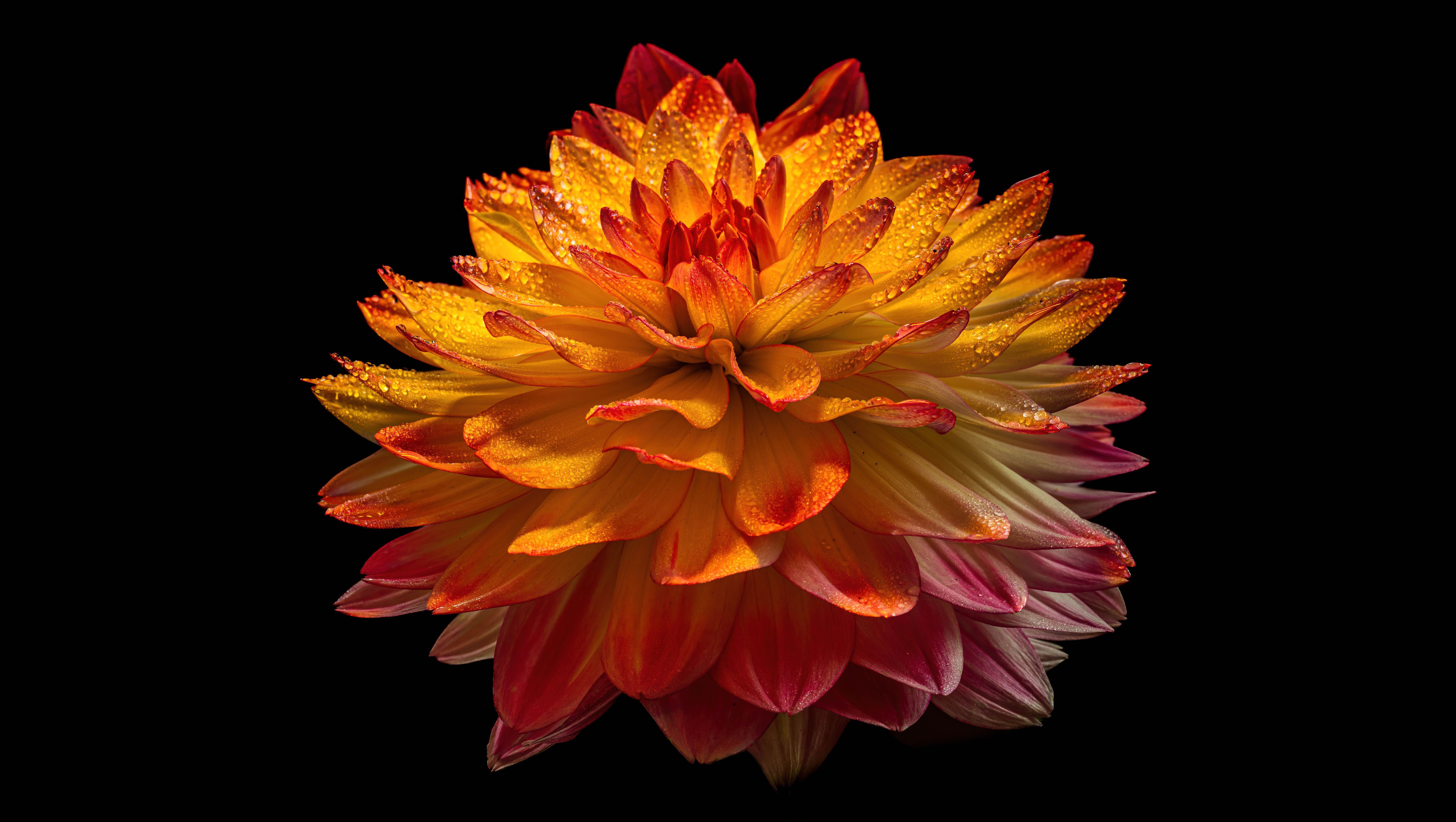 Fiery Dahlia Bloom on Midnight Canvas 4K 5K 8K Wallpaper