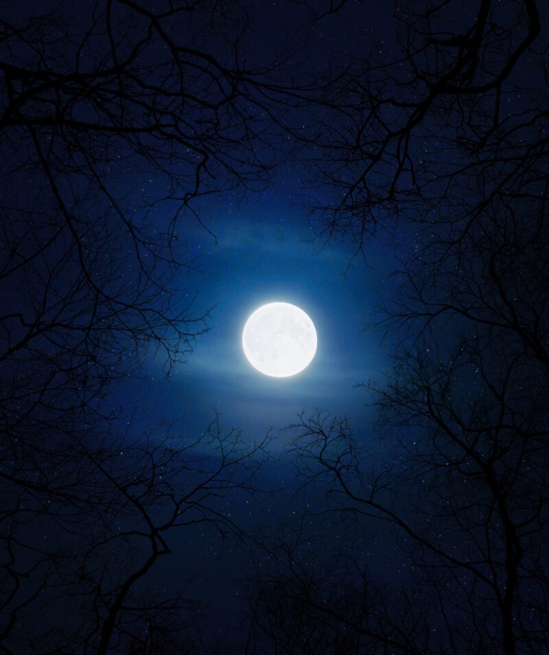 Moonlit Silhouettes: A Cold Night's Embrace Wallpaper