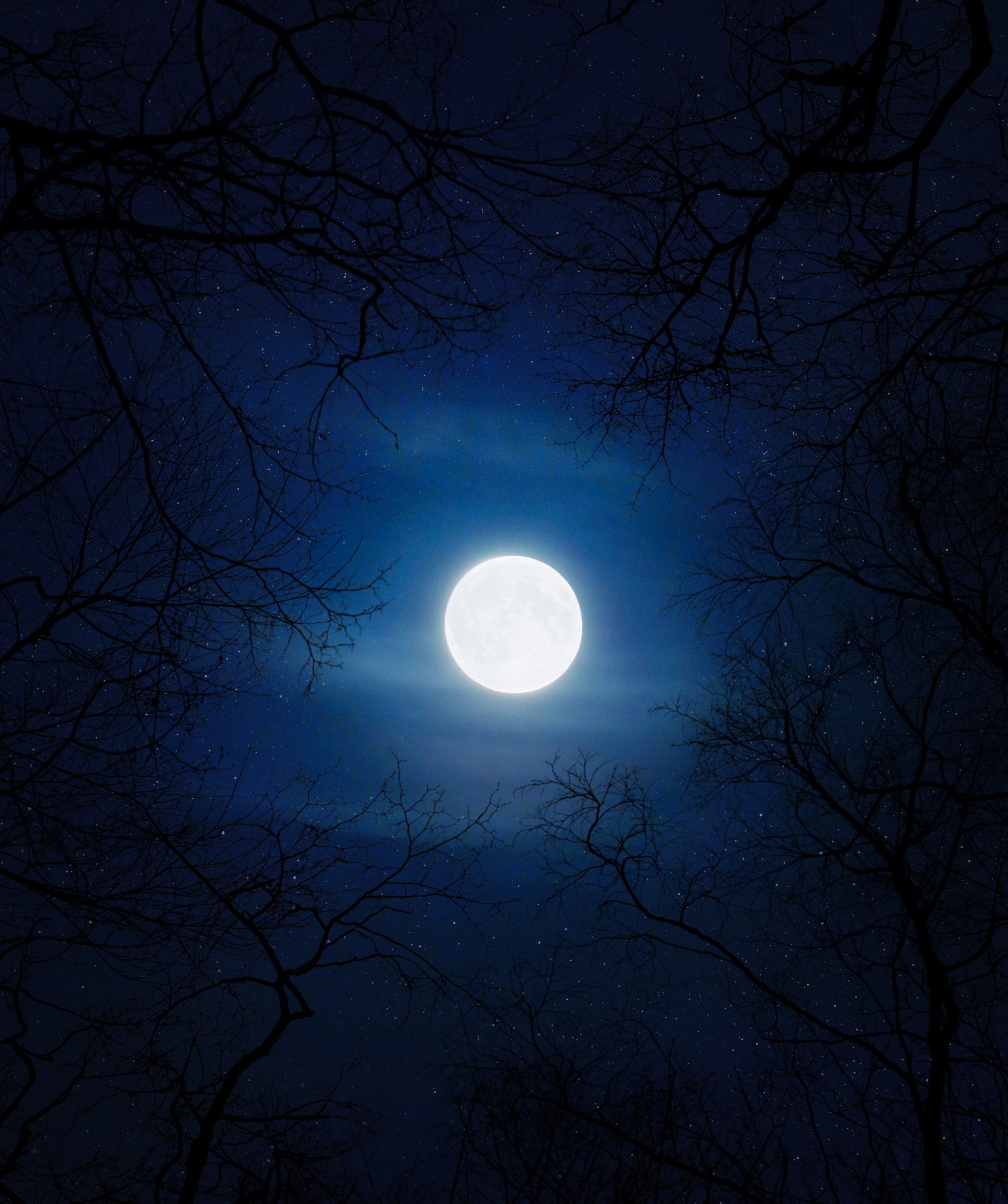Moonlit Silhouettes: A Cold Night's Embrace Wallpaper