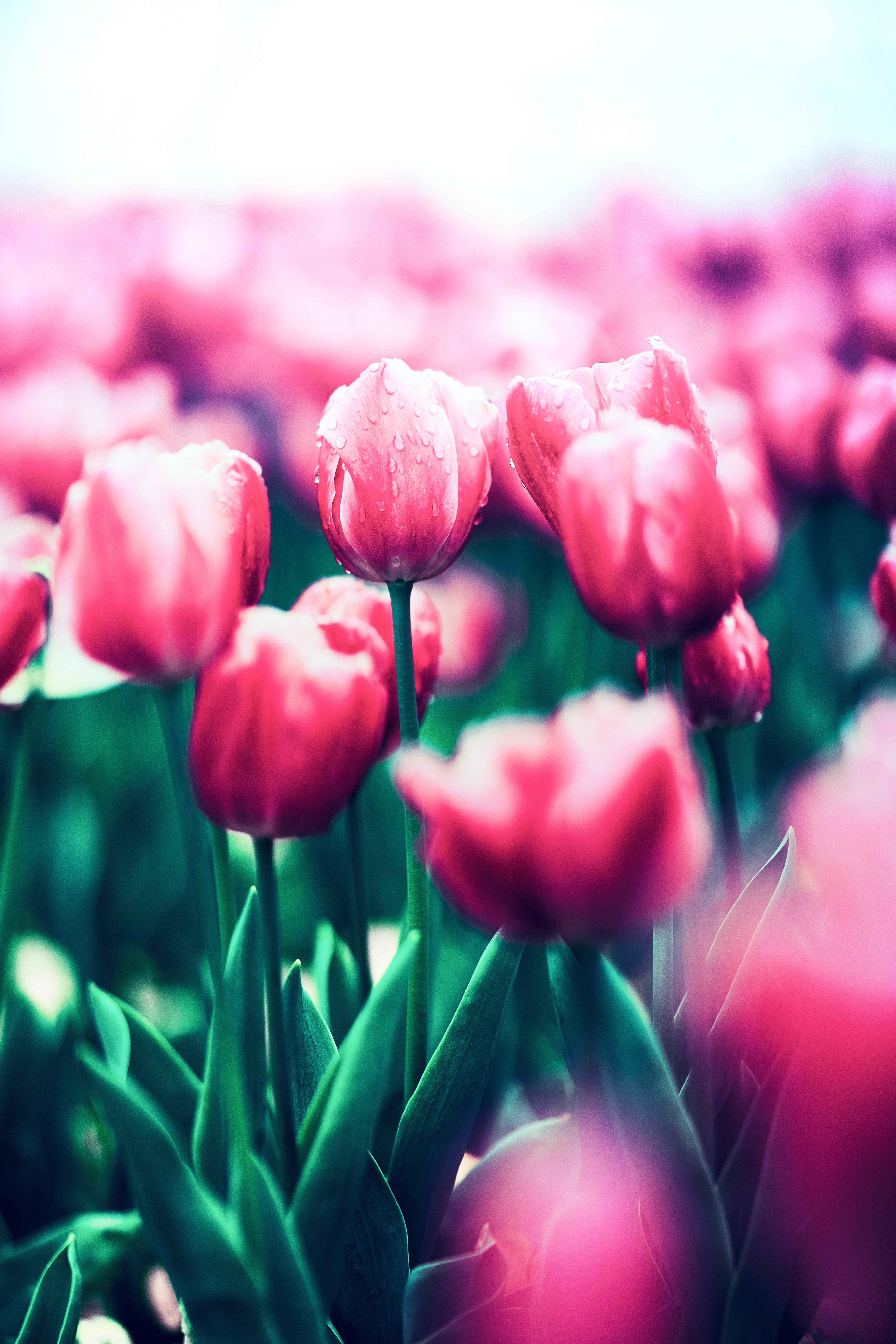 Red Tulips in Full Spring Bloom 4K 5K Wallpaper